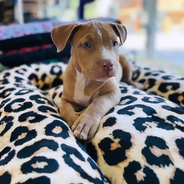 Una cachorra marrón sobre almohadones de animal print