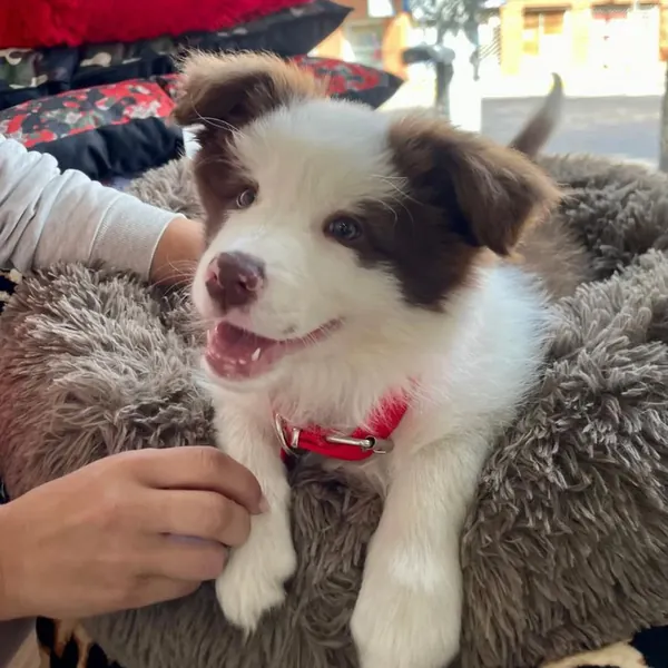 Un cachorro marrón y blanco en una cama de felpa