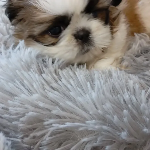 Un cachorro de shih tzu apoyado en una manta gris