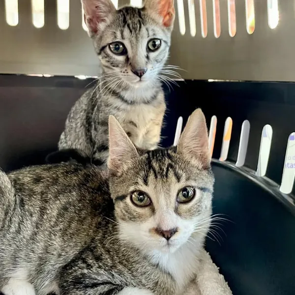 Dos gatitos atigrados en su transportadora, el día de su primera vacuna