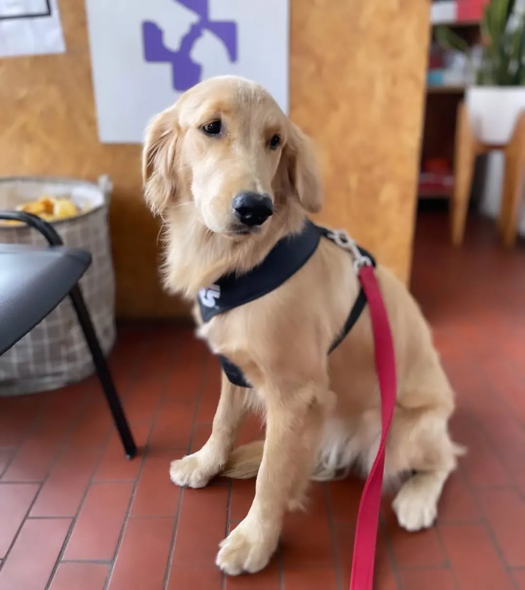 Un golden retriever sentado en el piso de la veterinaria, con la cruz violeta del logo atrás