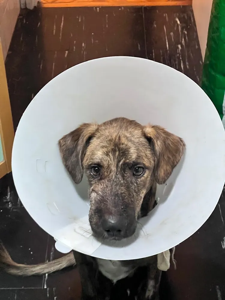 Un perro atigrado con collar isabelino, después de una cirugía