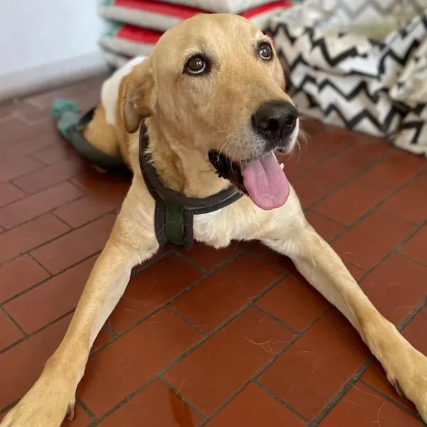 Un perro de pelo corto acostado en el piso de la veterinaria